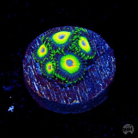 WWC Island Time Zoanthid