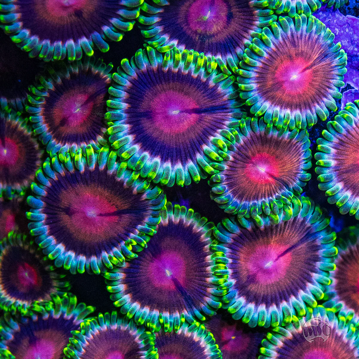 WWC Lucky Kentucky Zoanthid