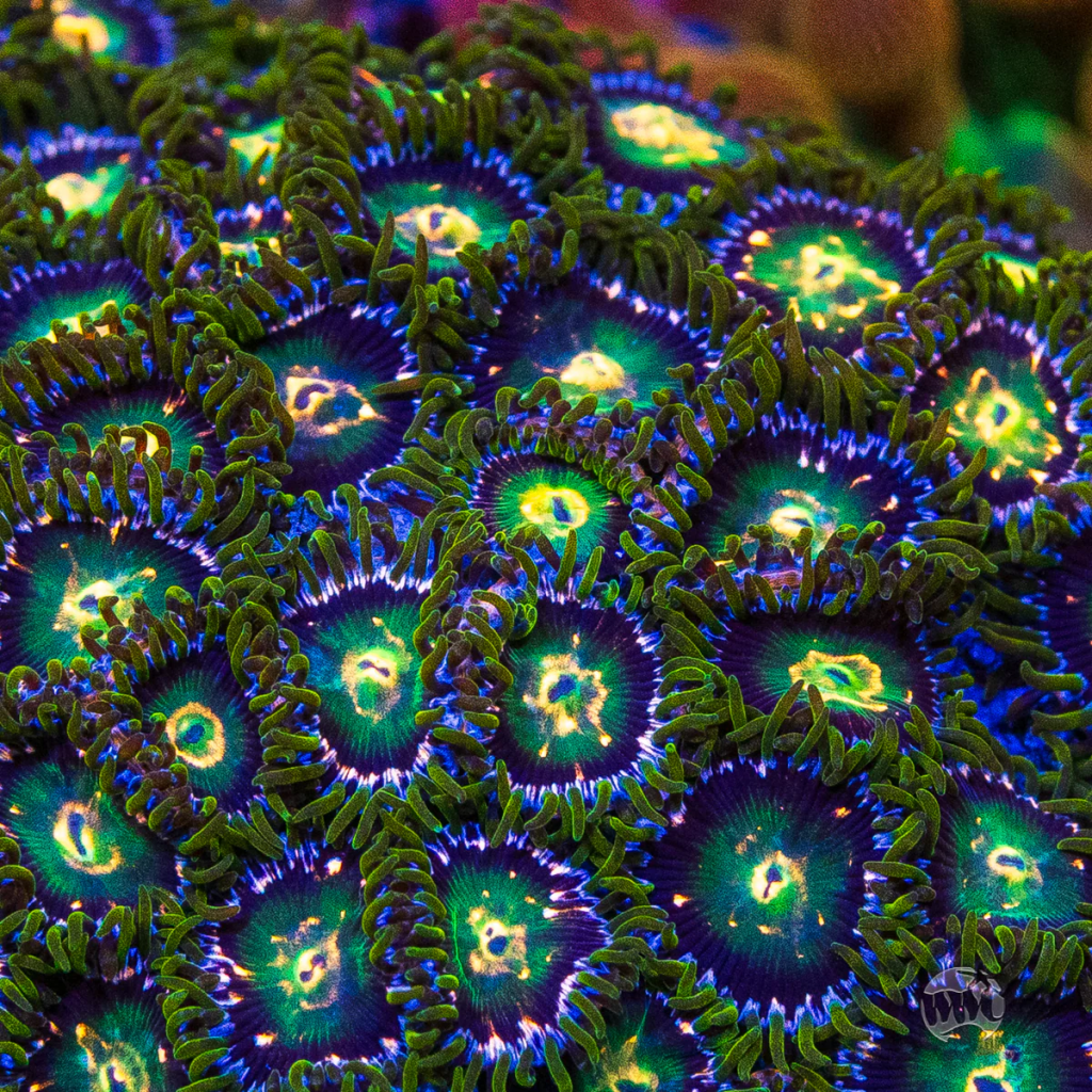 WWC Cosmic Dragon Eye Zoanthid