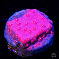 WWC Pinky Cyphastrea