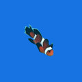 Fancy Longfin Clown