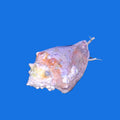 Fighting Conch