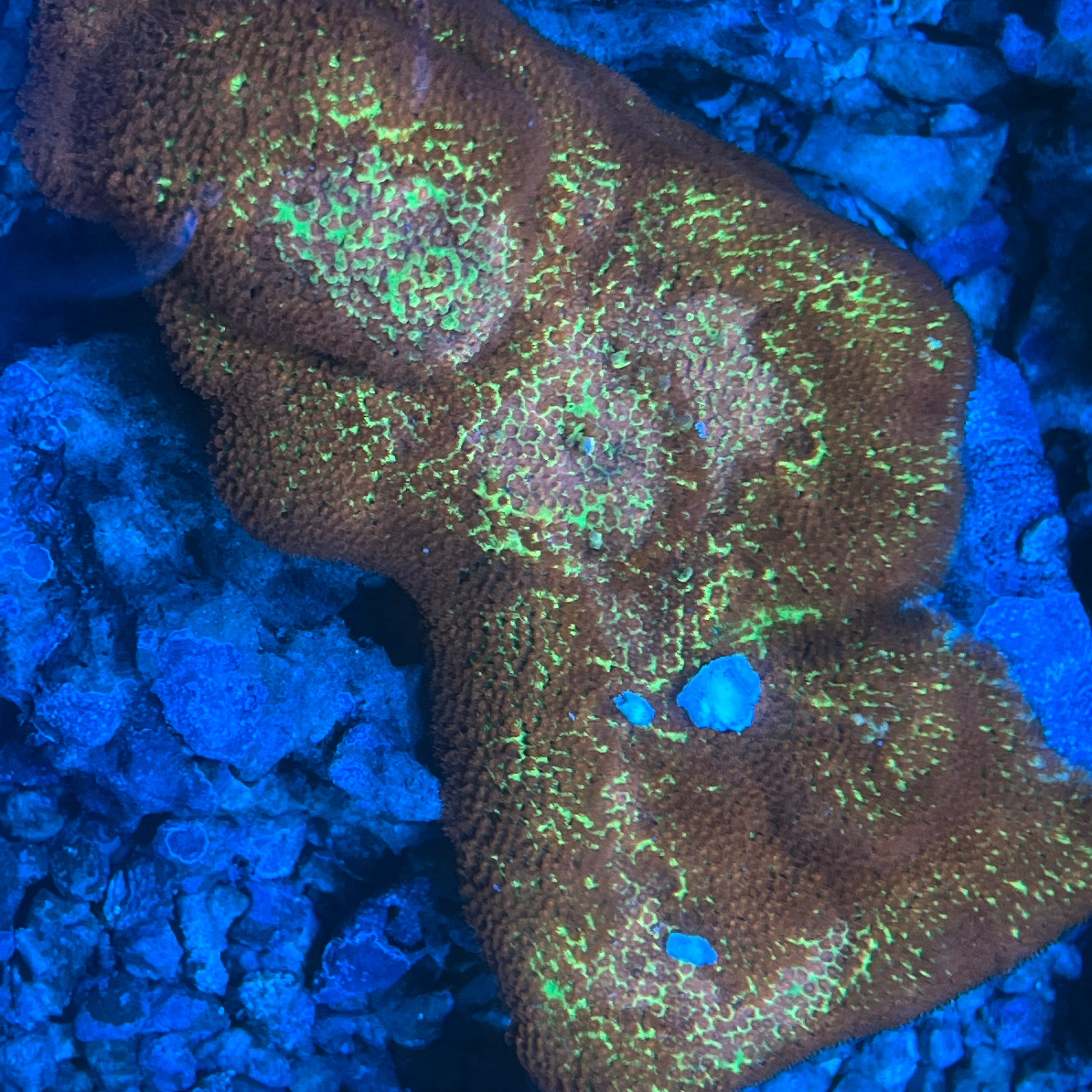 Jason Fox Burning Banana Stylocoeniella