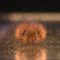 Purple Pin Cushion Urchin