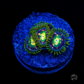 WWC Cosmic Dragon Eye Zoanthid