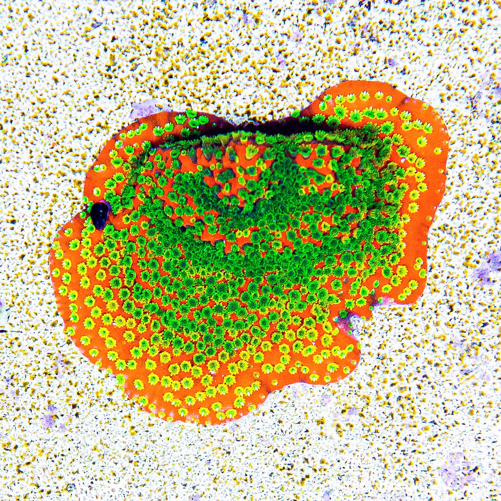 ECC Sunset Montipora