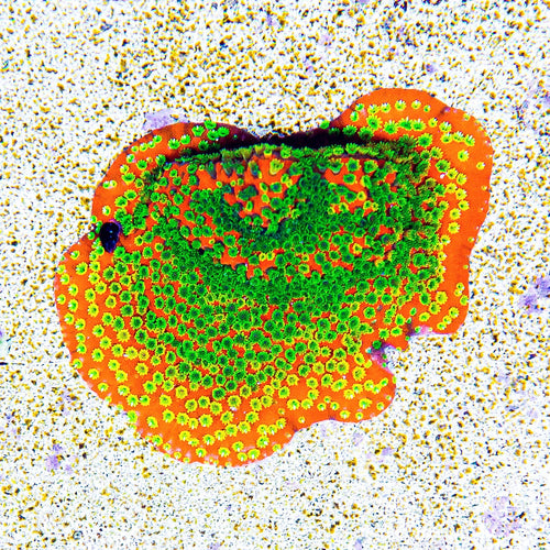 ECC Sunset Montipora