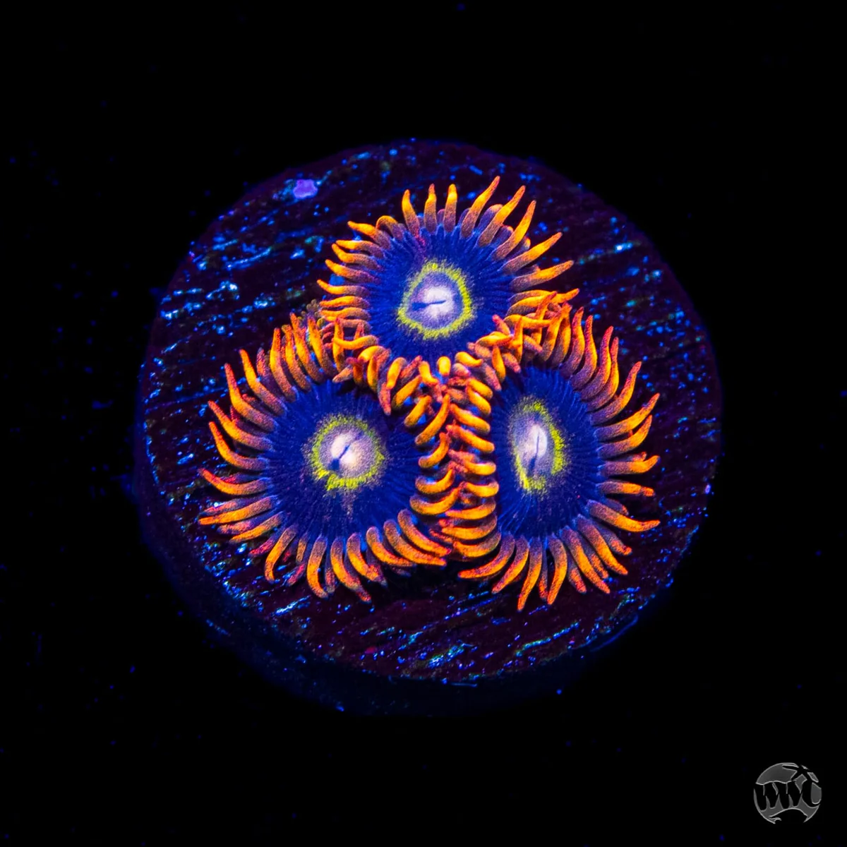 Rainbow Hornet Zoanthid
