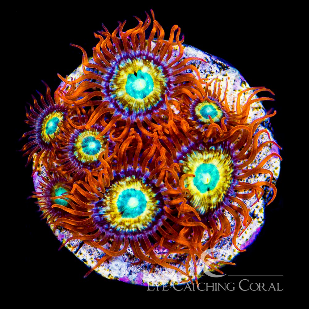 ECC Shatterfield Zoanthid