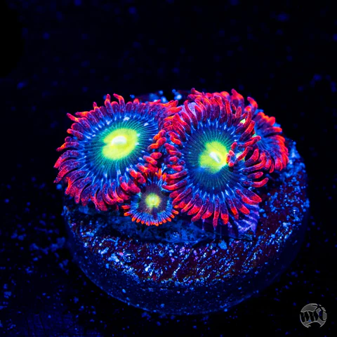WWC Monster Mash Zoanthid