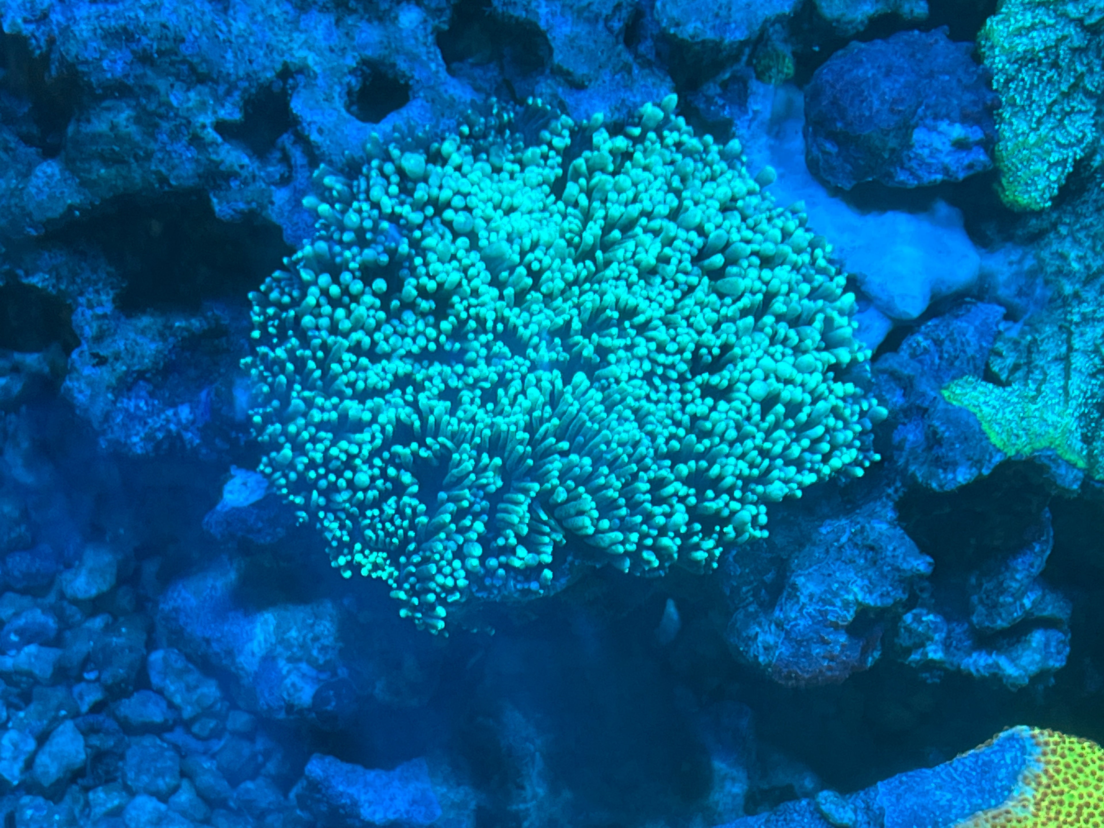 TG Hybrid Hydnophora