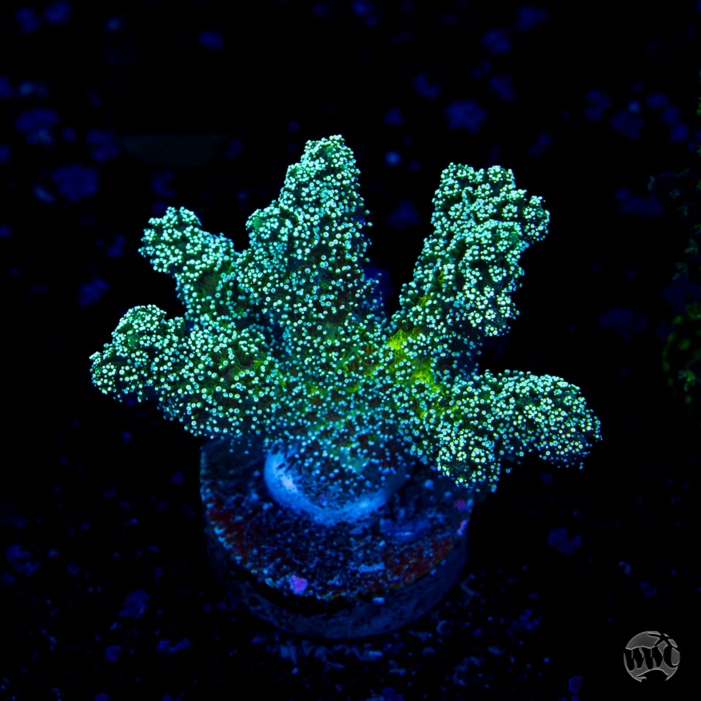 Jason Fox Enchanted Forest Bird's Nest