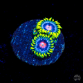 WWC Ultimate Blow Pop Zoanthid