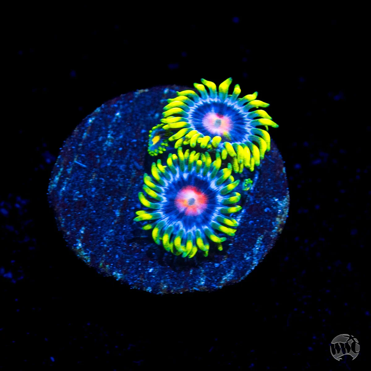 WWC Ultimate Blow Pop Zoanthid