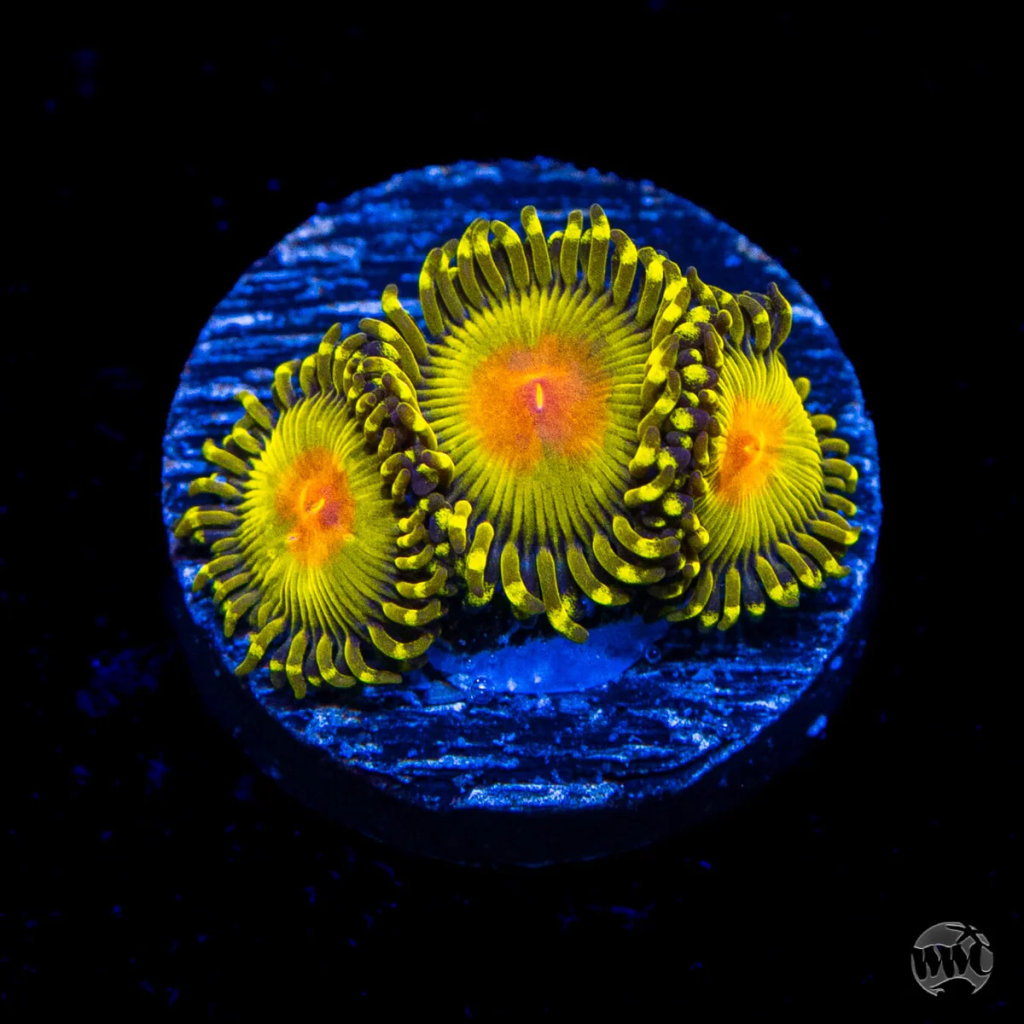 WWC Golden Gods Zoanthid