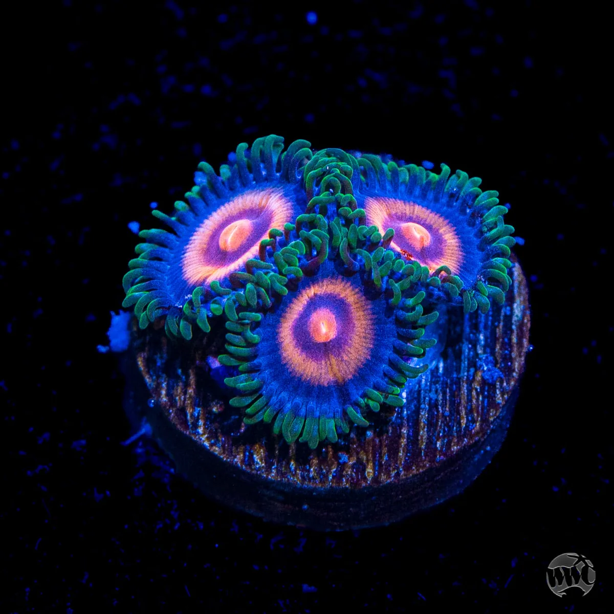 Supergirls Zoanthid