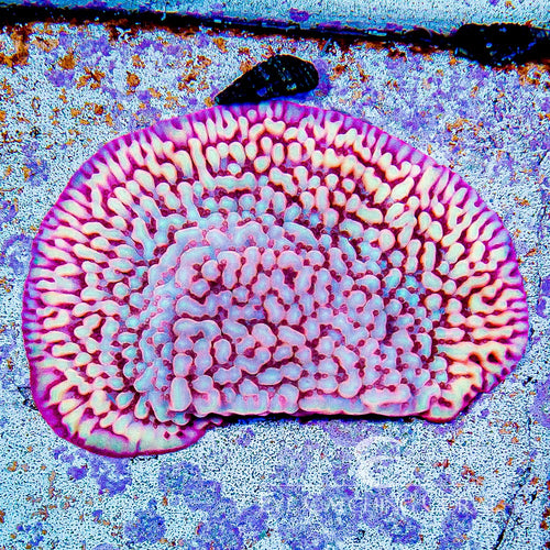 ECC Love Shack Montipora