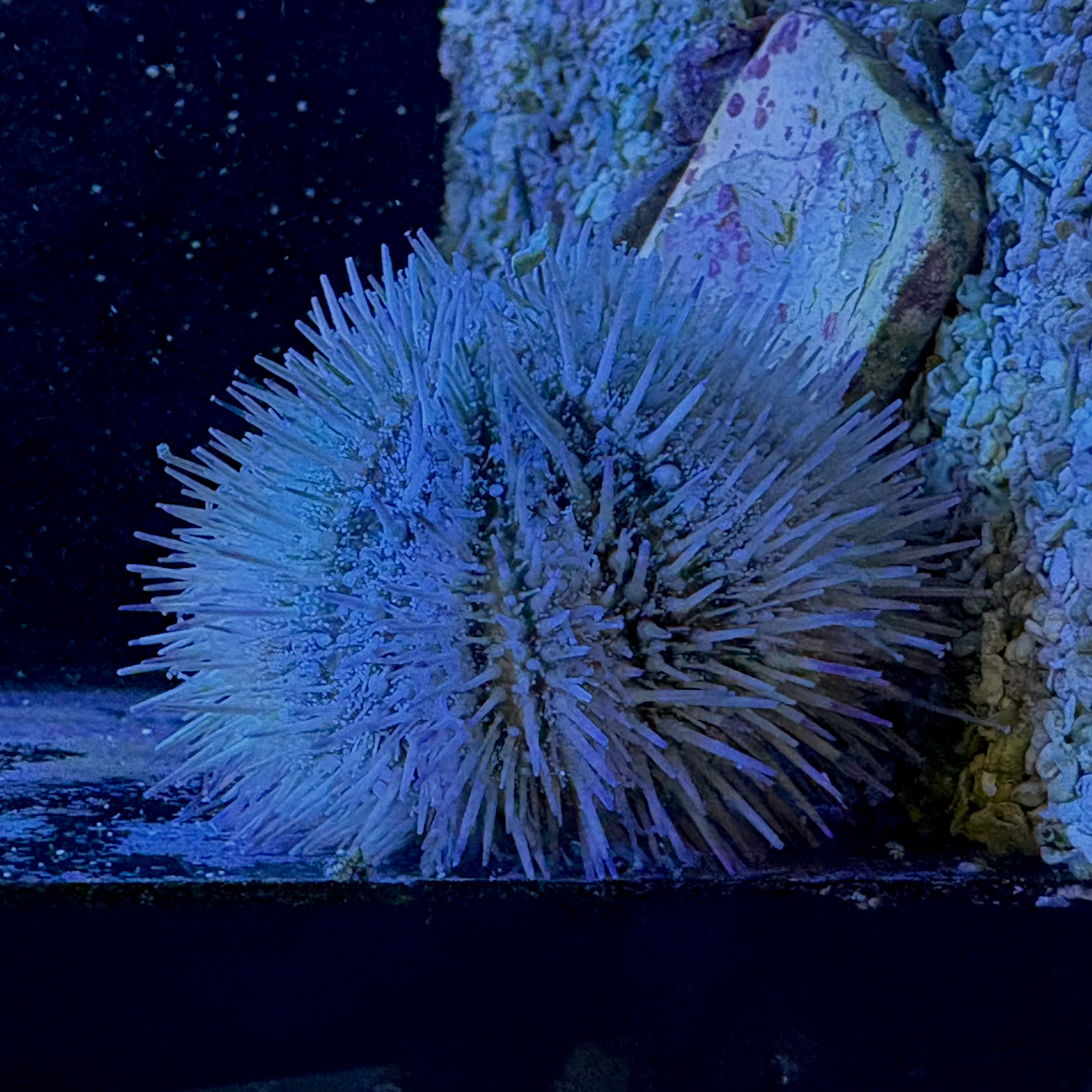 Pin Cushion Urchin