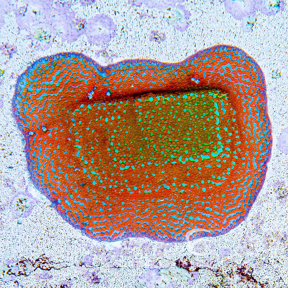 ECC Aquaman Montipora