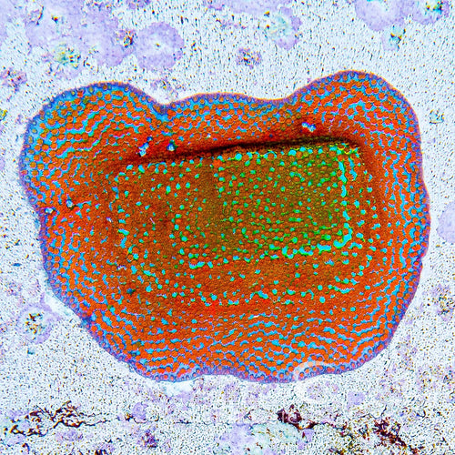 ECC Aquaman Montipora