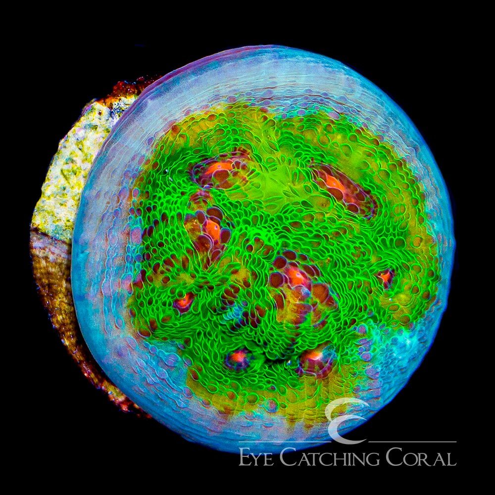 Tidal Gardens Riddler Chalice