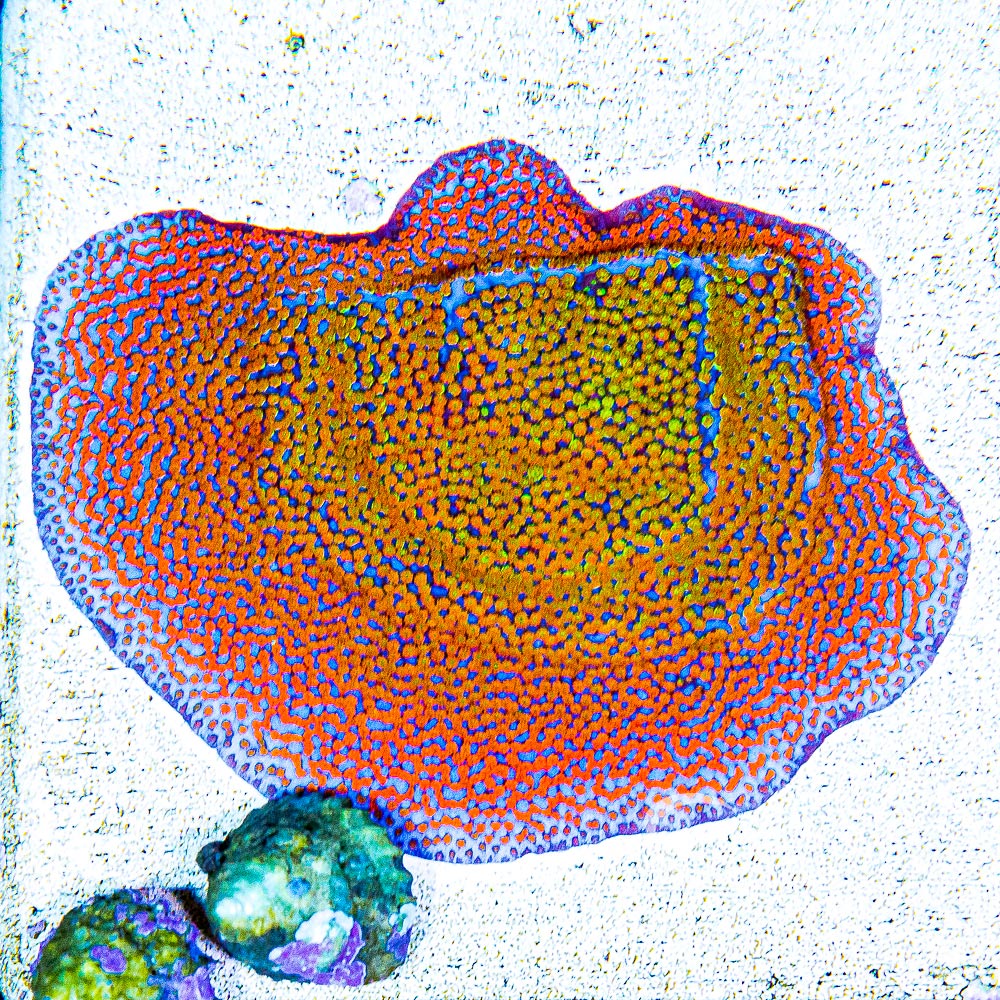 ECC Hellfire Montipora