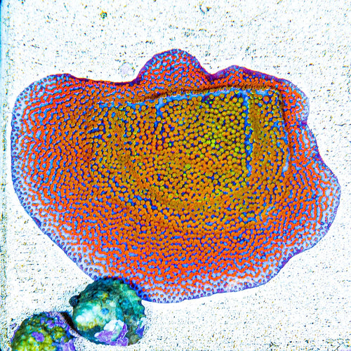 ECC Hellfire Montipora