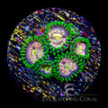 ECC Laser Lemon Zoanthid