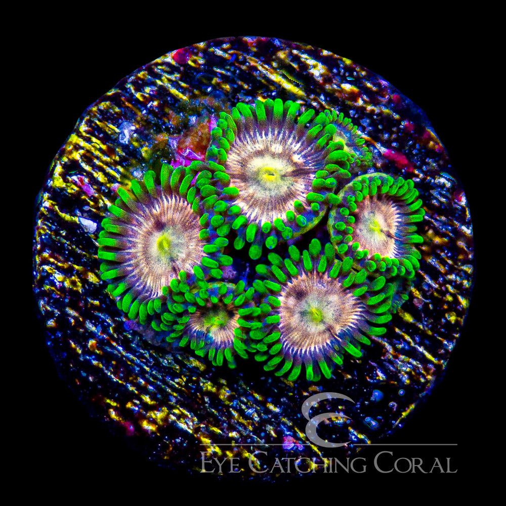 ECC Laser Lemon Zoanthid