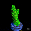 WWC Green Slimer Acropora