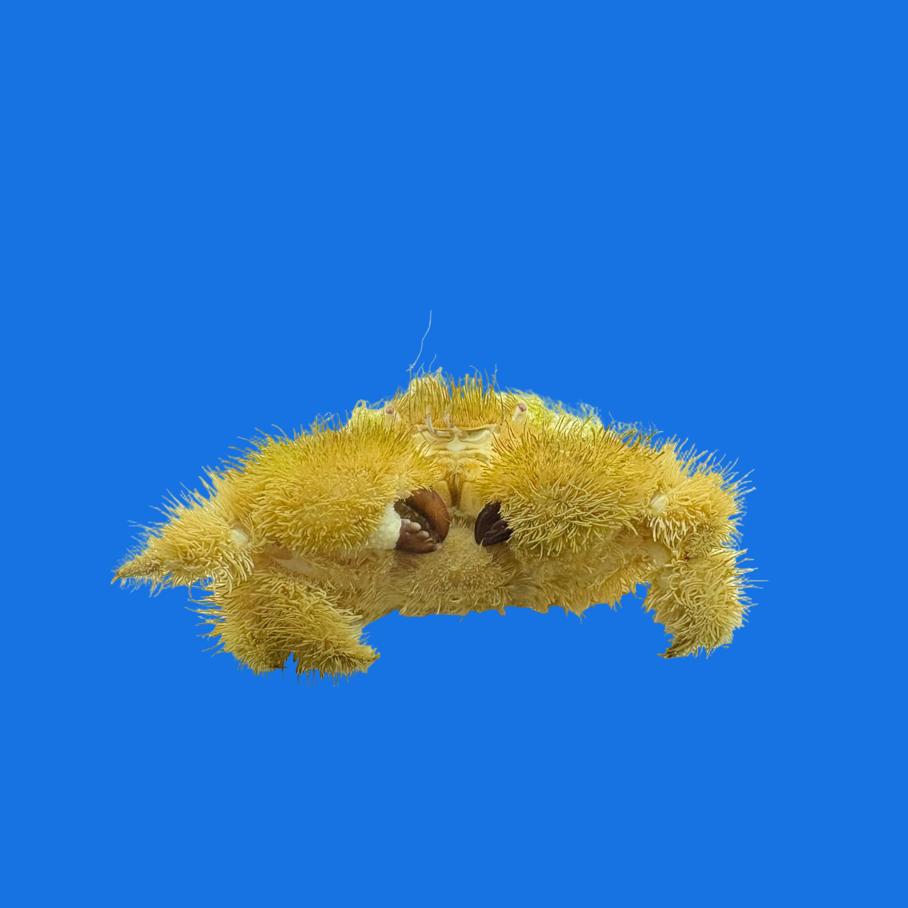 Teddy Bear Crab