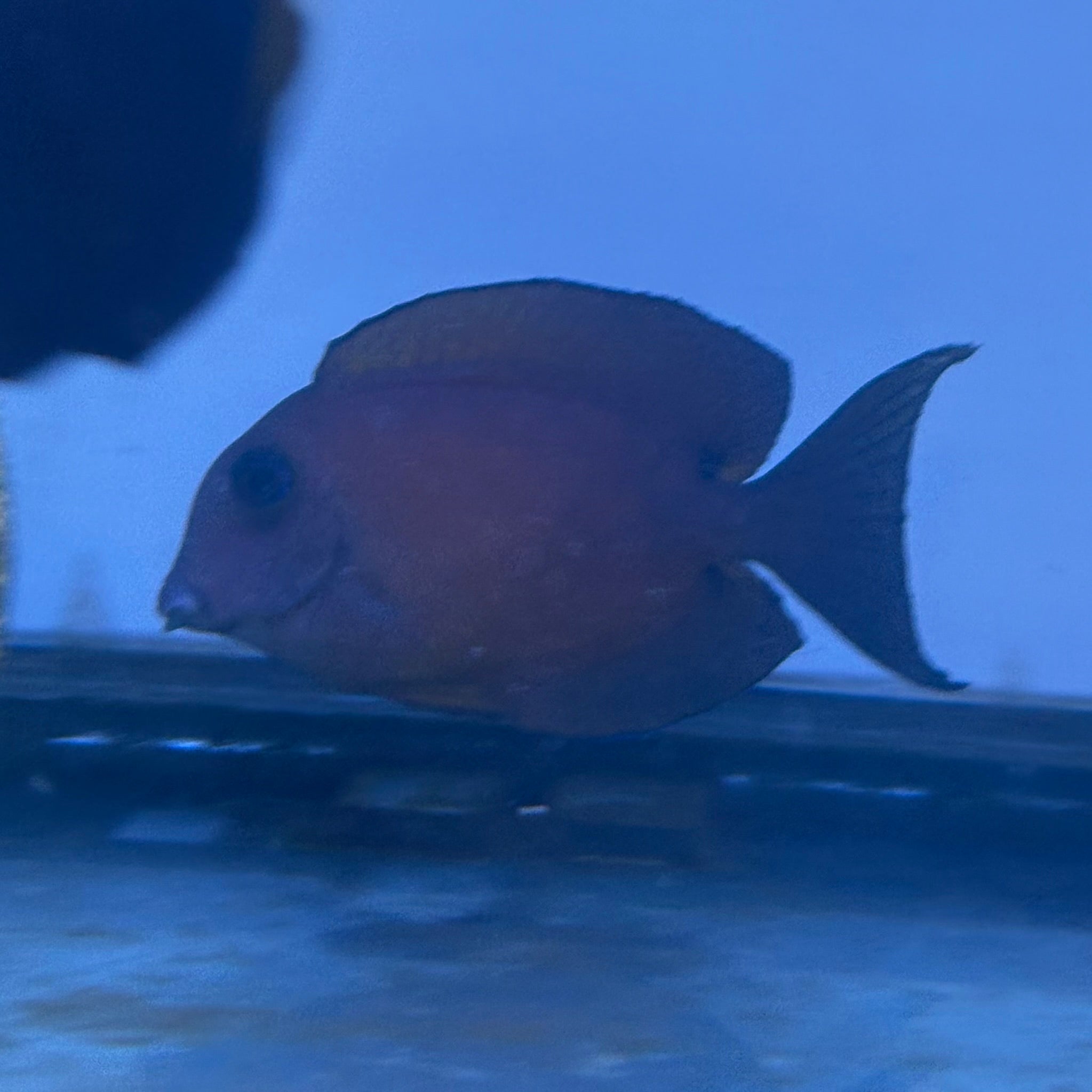 Two Spot Bristletooth Tang