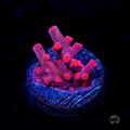 WWC Strawberry Branching Cyphastrea