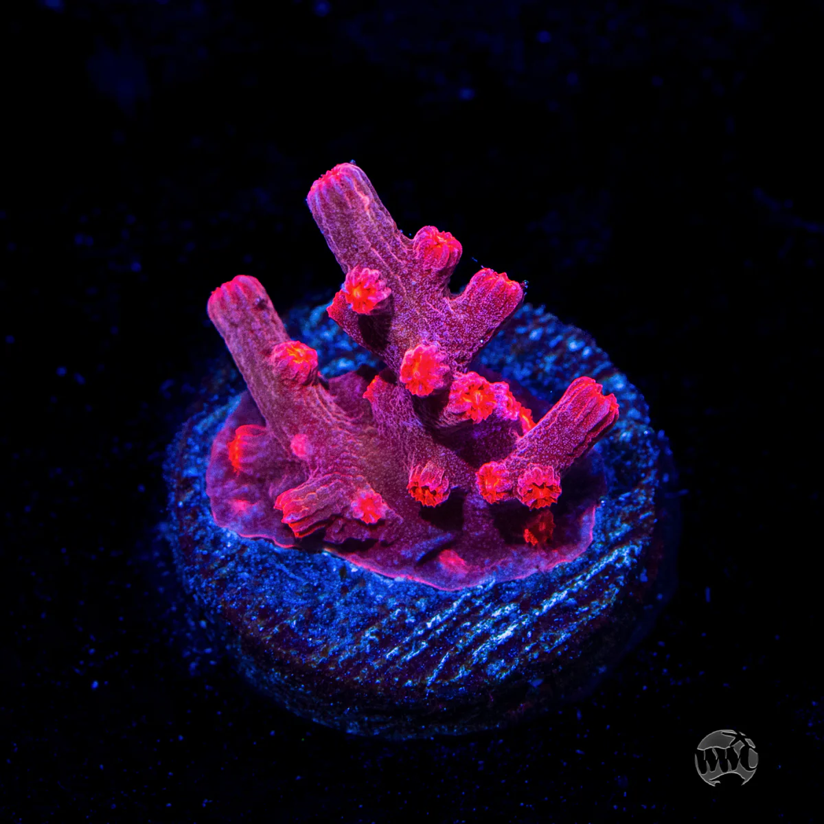 WWC Strawberry Branching Cyphastrea