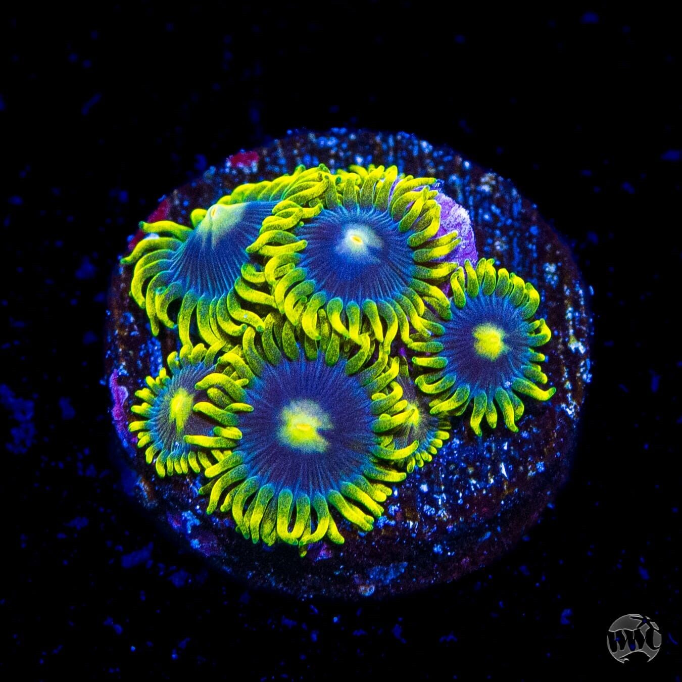 WWC Sunbeam Shuriken Zoanthid