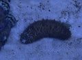 Assorted Sea Cucumber, XL