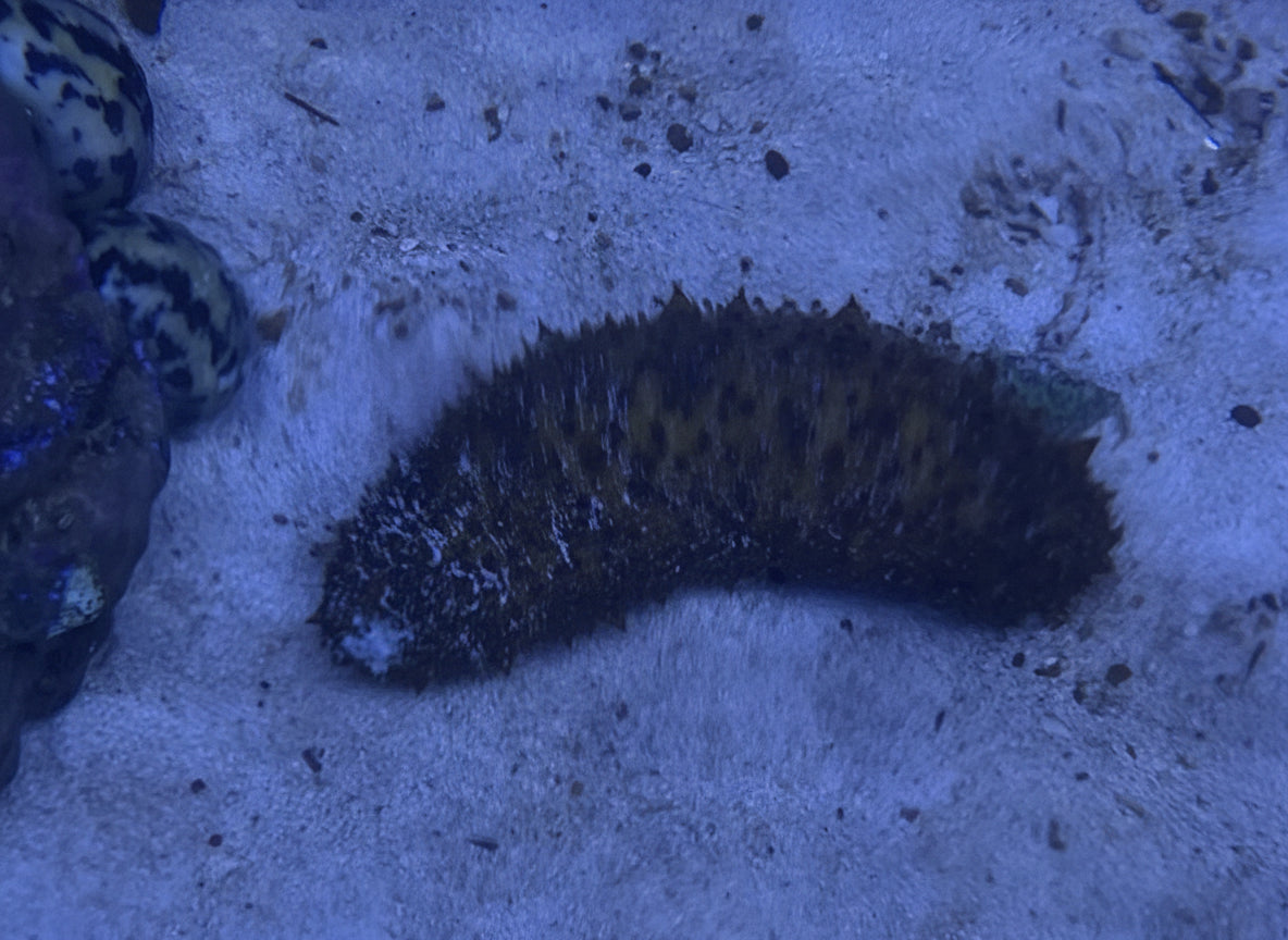 Assorted Sea Cucumber, XL
