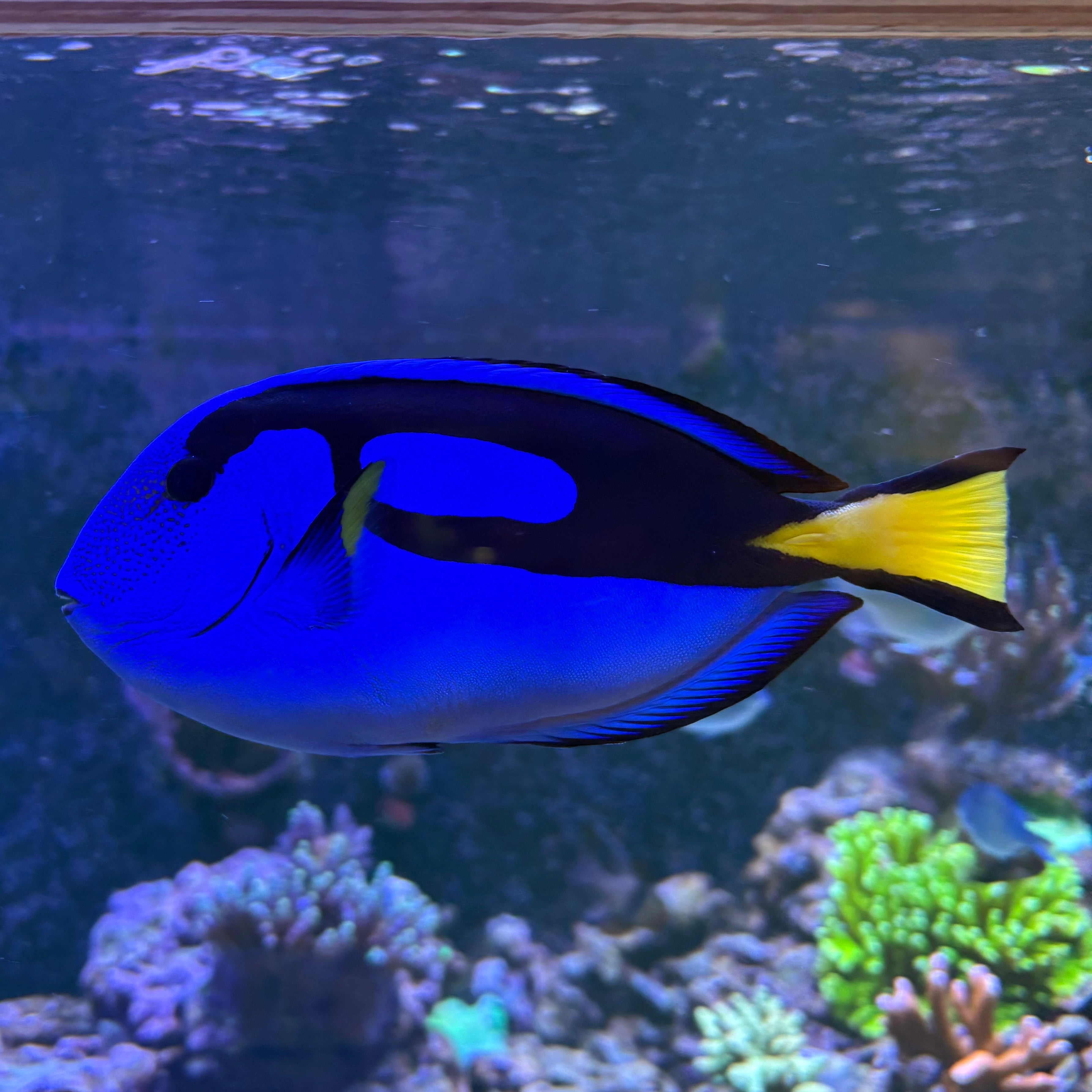 Hippo Tang - Large