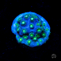 Islands Cyphastrea