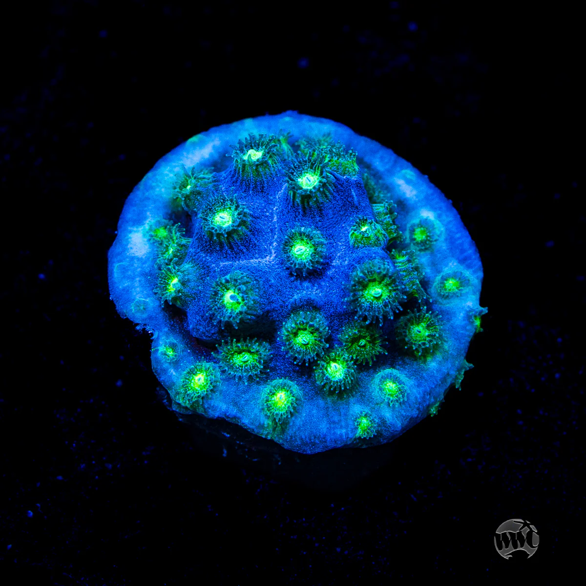 Islands Cyphastrea