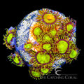 ECC King Midas Zoanthid
