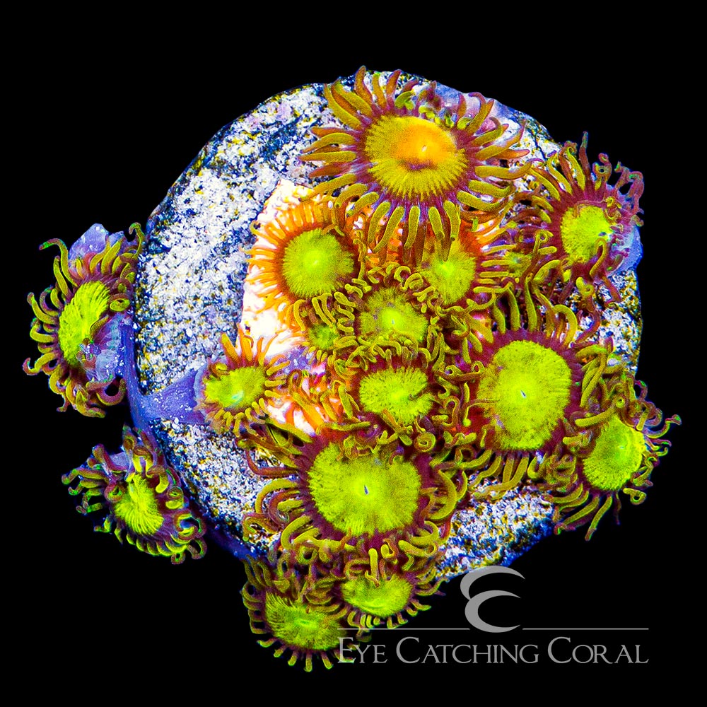 ECC King Midas Zoanthid