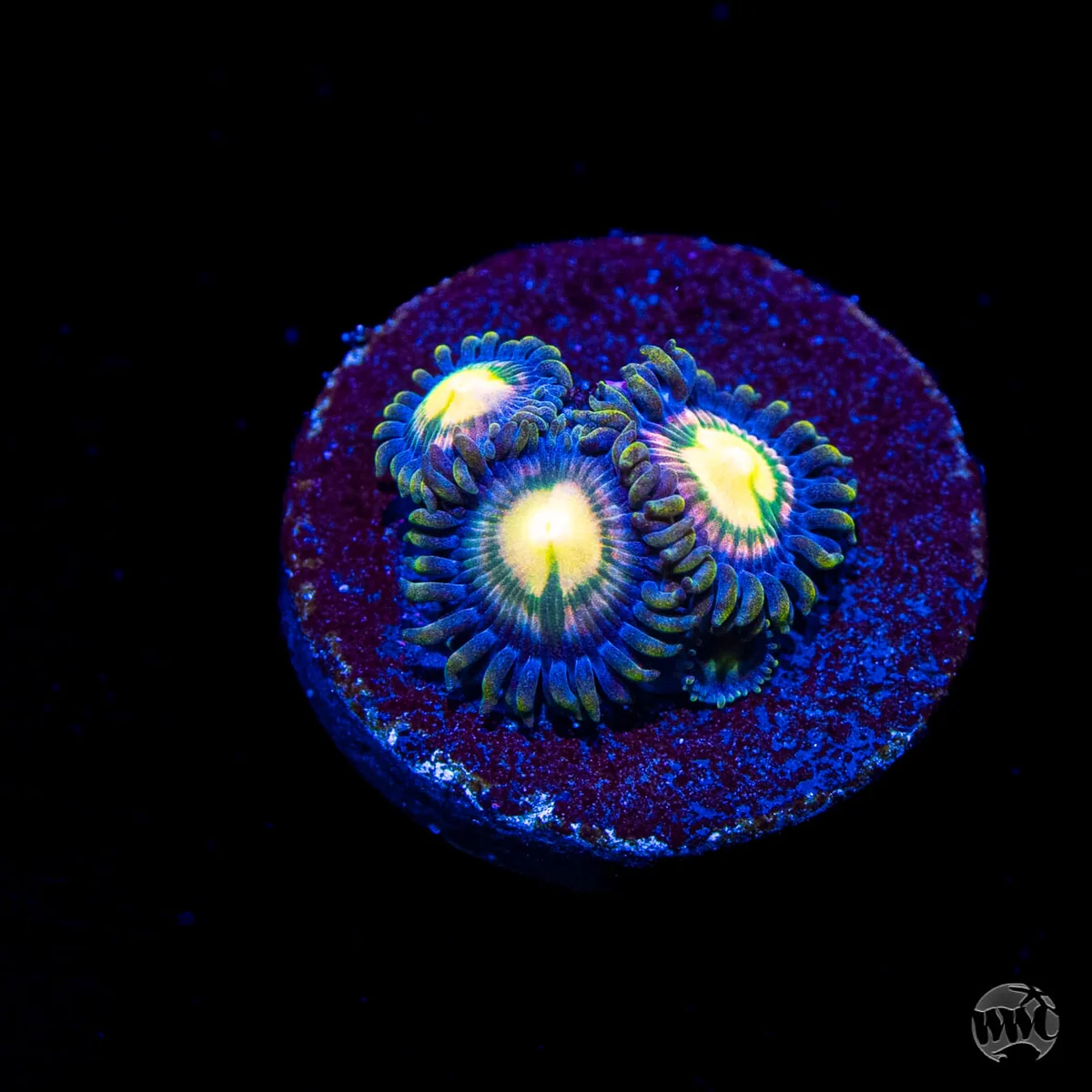 WWC Mystic Moon Zoanthid