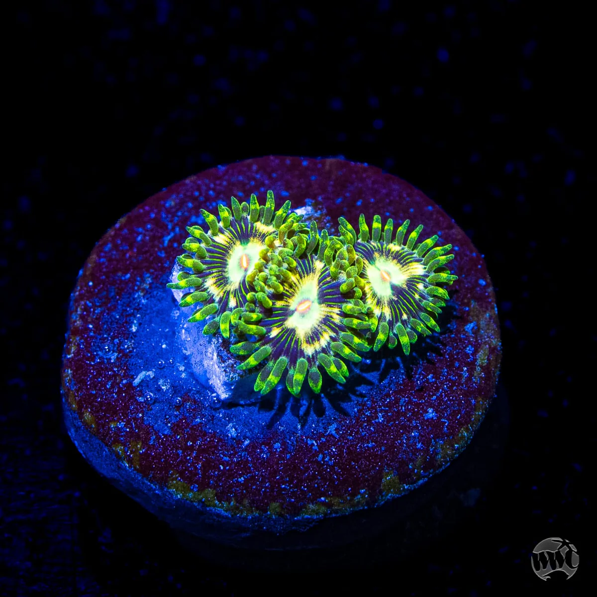 Emerald Nightmare Zoanthid