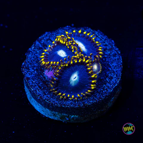 WWC Crown Royal Zoanthid