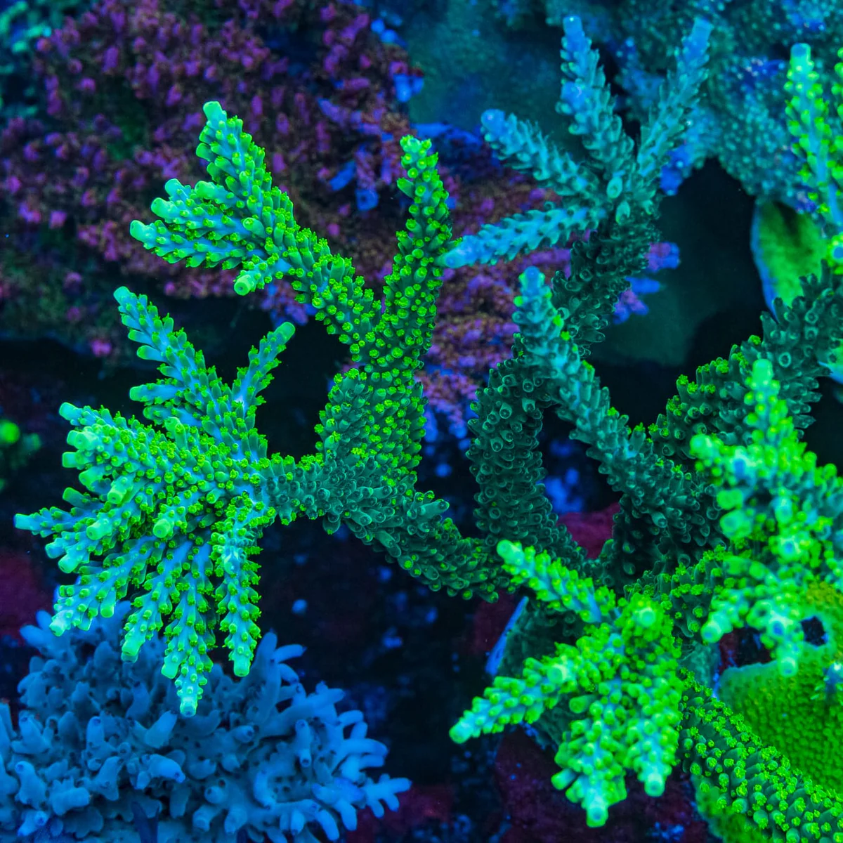 WWC Solomon Split Acropora