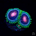 WWC Lucky Kentucky Zoanthid