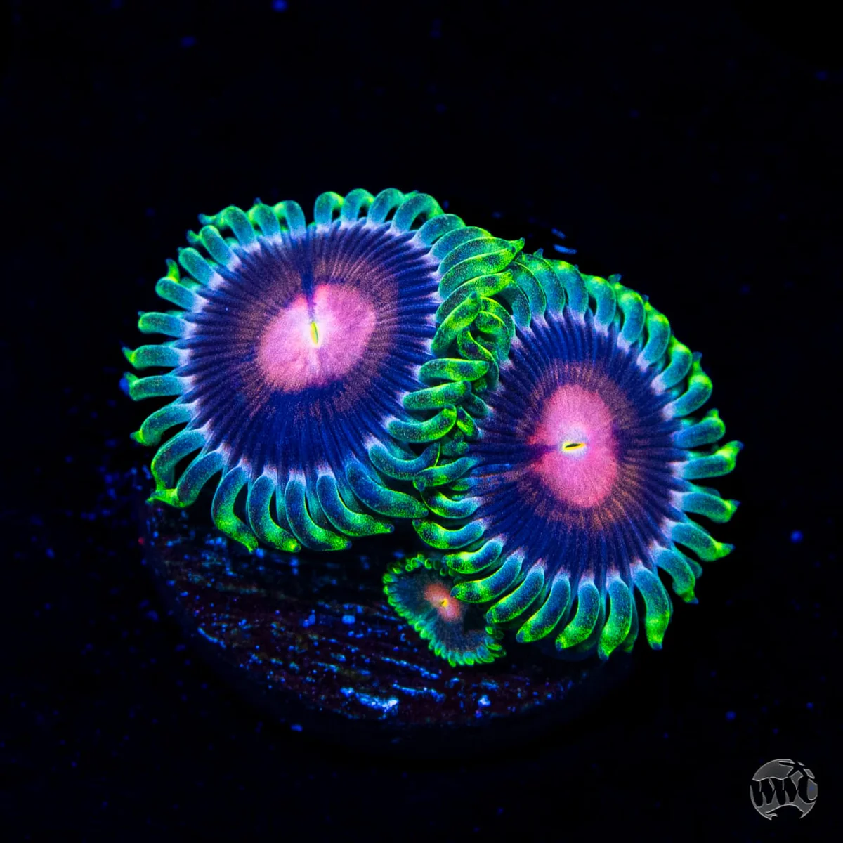WWC Lucky Kentucky Zoanthid