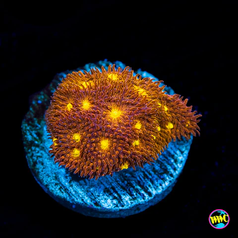 Jason Fox Autumn Harvest Psammocora