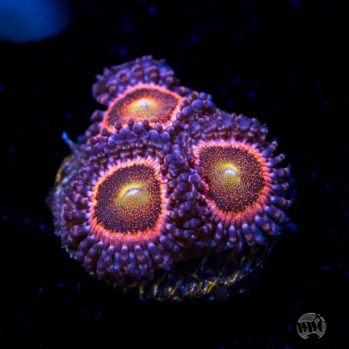 Mohawk Zoanthid